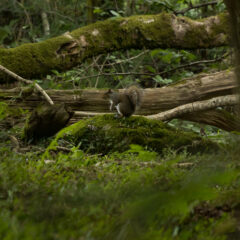 gallery_wildlife_squirell_5