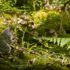 gallery_wildlife_squirell_6